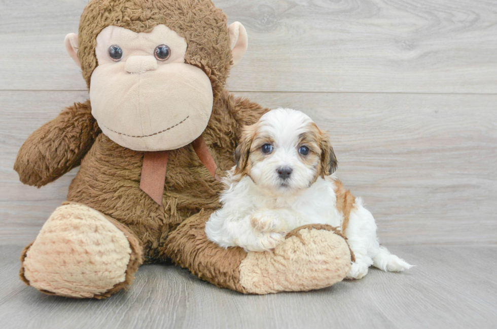 5 week old Teddy Bear Puppy For Sale - Simply Southern Pups