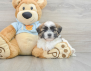 8 week old Teddy Bear Puppy For Sale - Simply Southern Pups