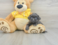 7 week old Teddy Bear Puppy For Sale - Simply Southern Pups