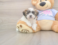 8 week old Teddy Bear Puppy For Sale - Simply Southern Pups