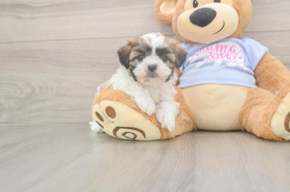 5 week old Teddy Bear Puppy For Sale - Simply Southern Pups