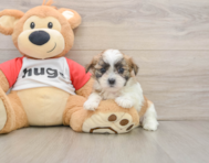6 week old Teddy Bear Puppy For Sale - Simply Southern Pups