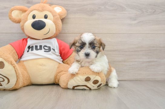 Happy Teddy Bear Baby