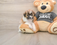 7 week old Teddy Bear Puppy For Sale - Simply Southern Pups