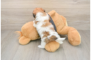 Teddy Bear Pup Being Cute