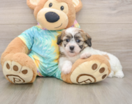 7 week old Teddy Bear Puppy For Sale - Simply Southern Pups