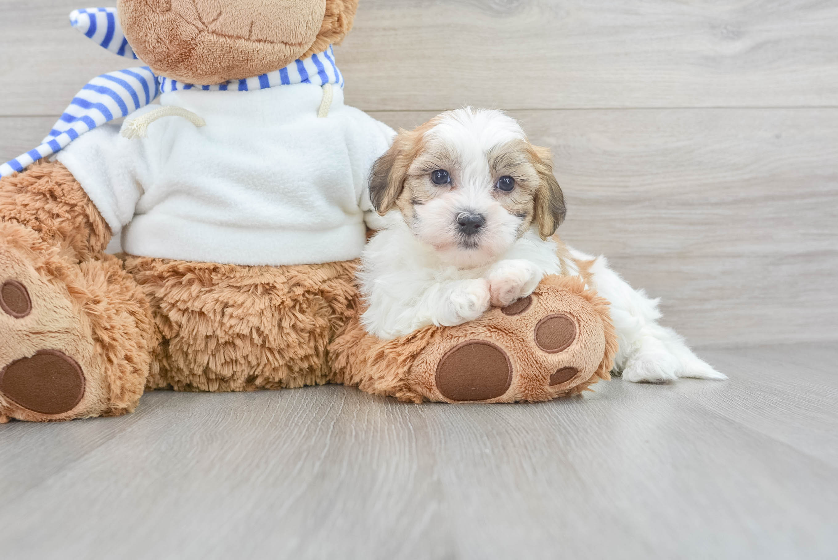 Cavachon clearance teddy bear