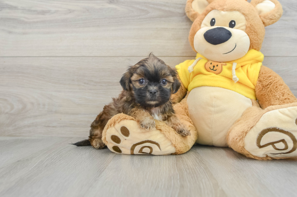 5 week old Teddy Bear Puppy For Sale - Simply Southern Pups