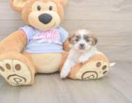 8 week old Teddy Bear Puppy For Sale - Simply Southern Pups