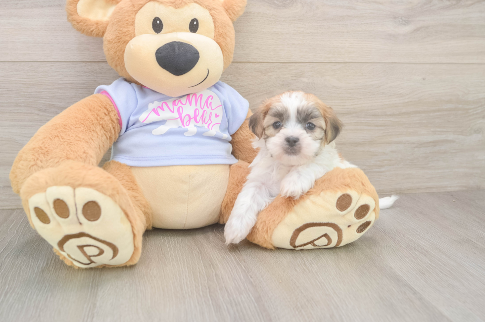 5 week old Teddy Bear Puppy For Sale - Simply Southern Pups