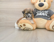 8 week old Teddy Bear Puppy For Sale - Simply Southern Pups