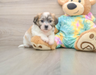 7 week old Teddy Bear Puppy For Sale - Simply Southern Pups