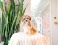 9 week old Teddy Bear Puppy For Sale - Simply Southern Pups