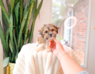 10 week old Teddy Bear Puppy For Sale - Simply Southern Pups