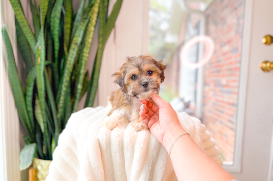 Teddy Bear Pup Being Cute