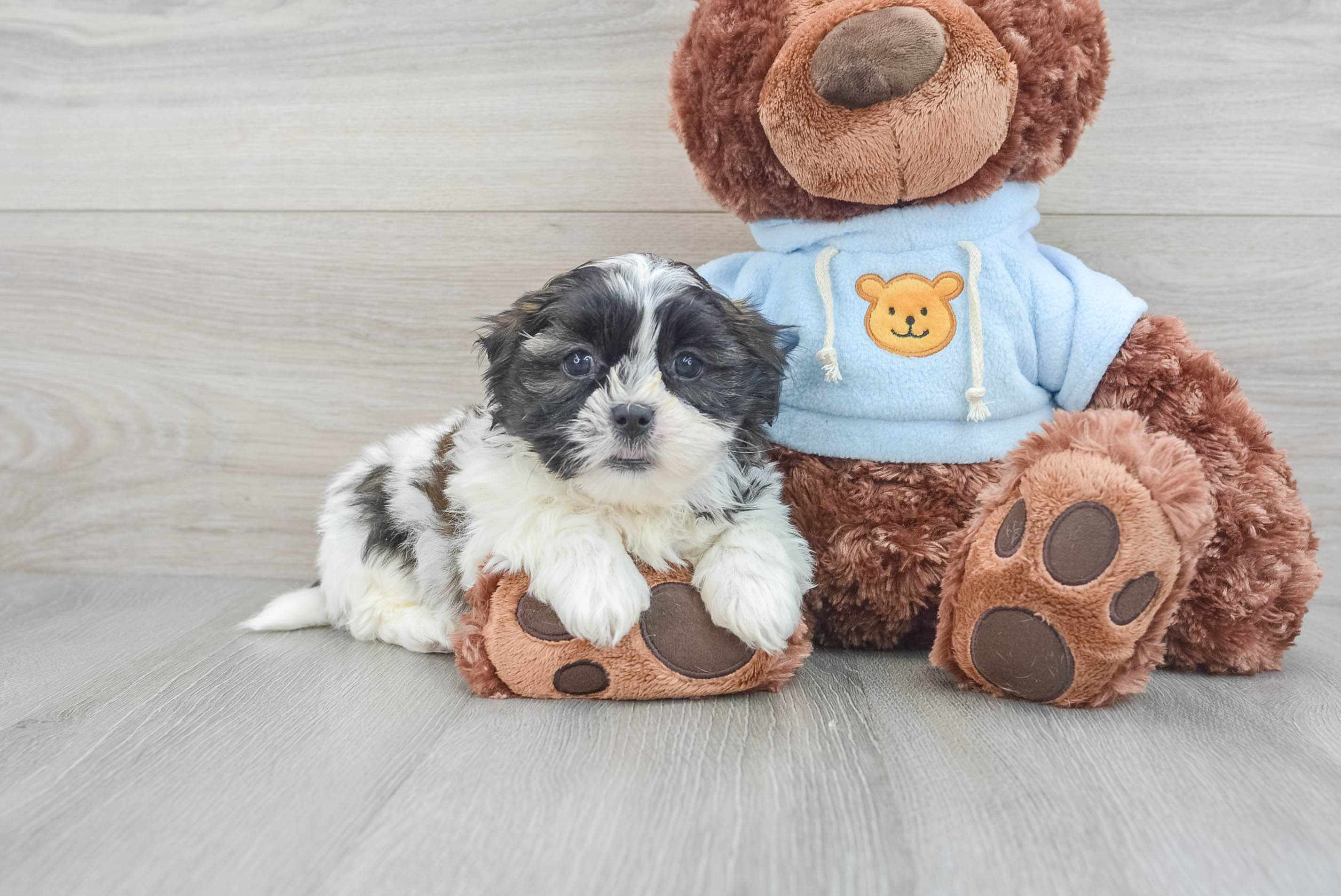 Toy teddy bear outlet puppies for sale