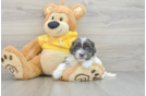 Teddy Bear Puppy for Adoption