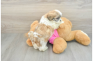 Smart Teddy Bear Designer Pup