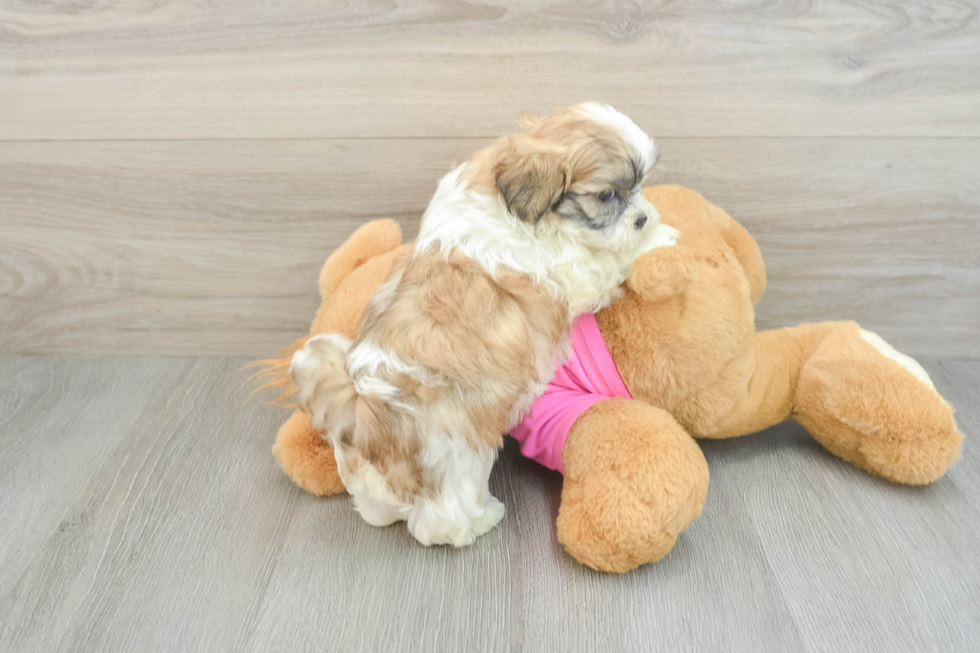 Smart Teddy Bear Designer Pup