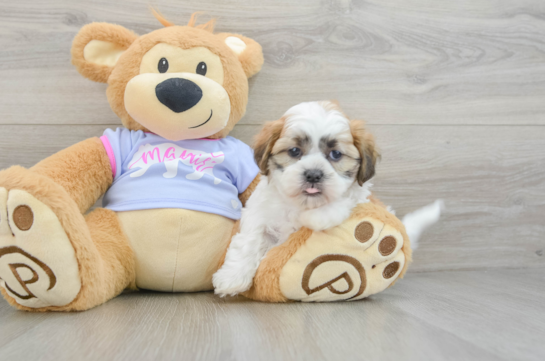 Teddy Bear Puppy for Adoption