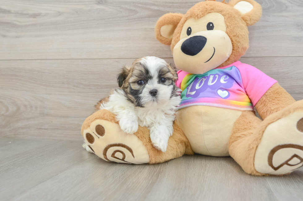 5 week old Teddy Bear Puppy For Sale - Simply Southern Pups