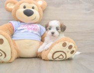 7 week old Teddy Bear Puppy For Sale - Simply Southern Pups