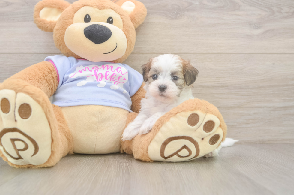 5 week old Teddy Bear Puppy For Sale - Simply Southern Pups