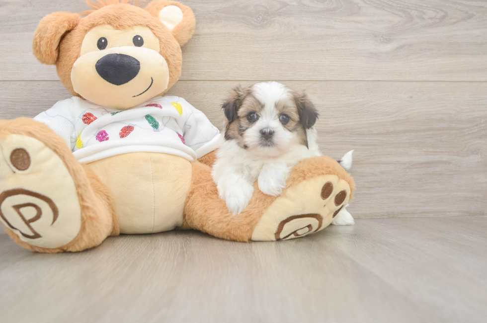 5 week old Teddy Bear Puppy For Sale - Simply Southern Pups