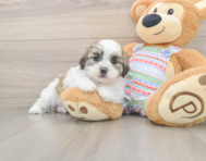 5 week old Teddy Bear Puppy For Sale - Simply Southern Pups