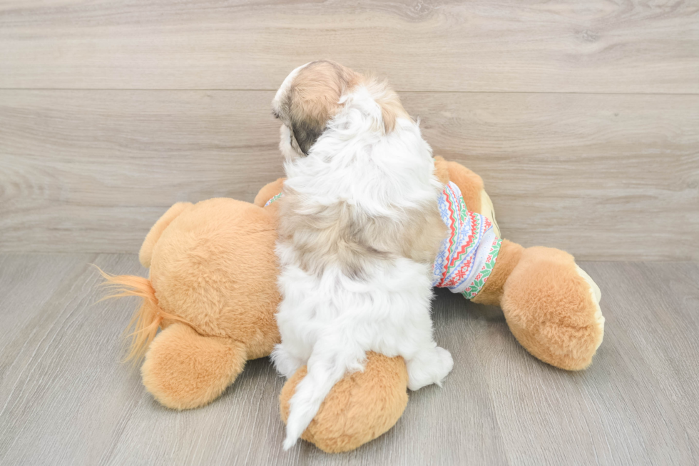 Energetic Shichon Designer Puppy