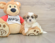6 week old Teddy Bear Puppy For Sale - Simply Southern Pups