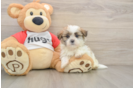 Teddy Bear Pup Being Cute