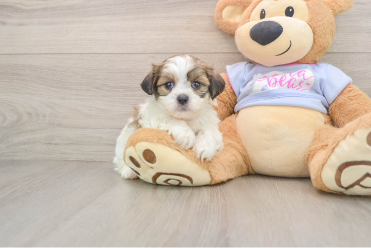 Friendly Teddy Bear Baby