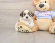 6 week old Teddy Bear Puppy For Sale - Simply Southern Pups