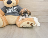 7 week old Teddy Bear Puppy For Sale - Simply Southern Pups
