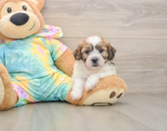7 week old Teddy Bear Puppy For Sale - Simply Southern Pups