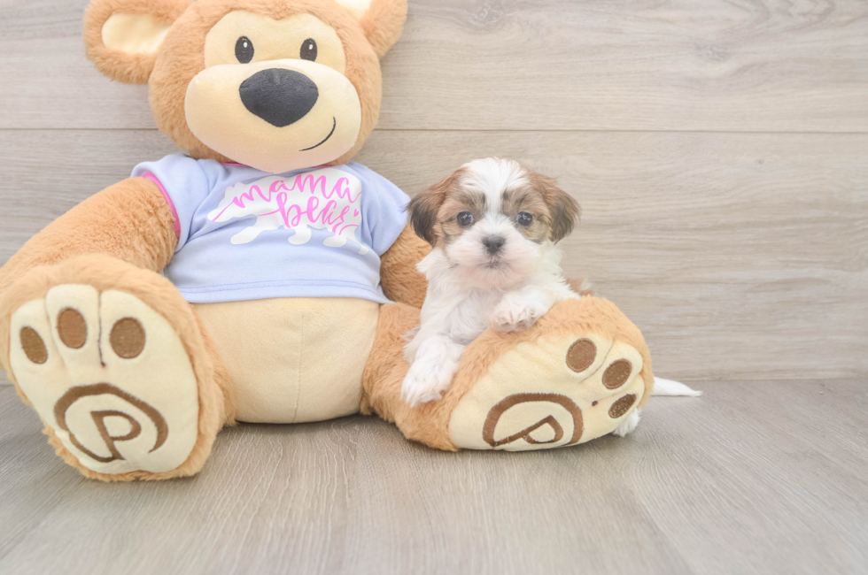 5 week old Teddy Bear Puppy For Sale - Simply Southern Pups