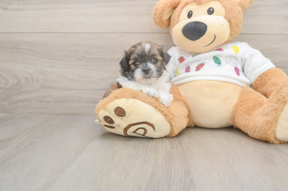 5 week old Teddy Bear Puppy For Sale - Simply Southern Pups