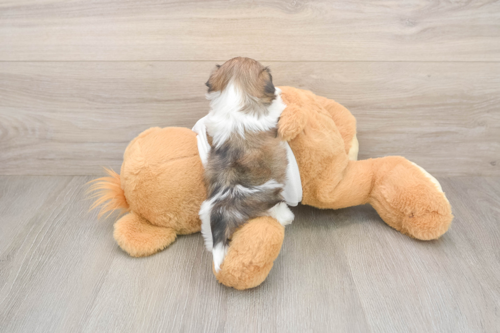 Happy Teddy Bear Baby