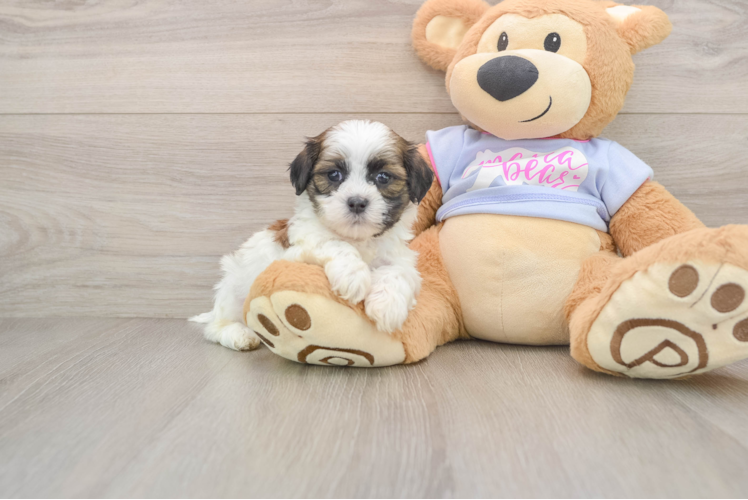Popular Teddy Bear Designer Pup