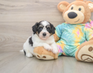 7 week old Teddy Bear Puppy For Sale - Simply Southern Pups
