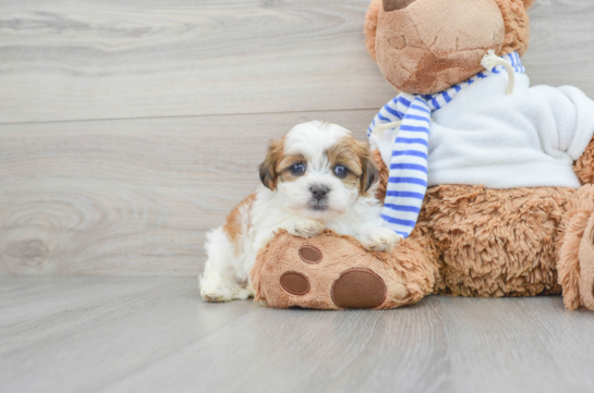 Best Teddy Bear Baby