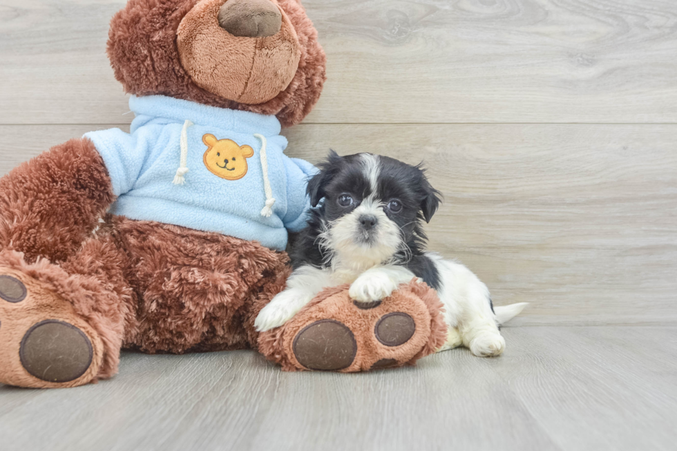 Funny Teddy Bear Designer Pup