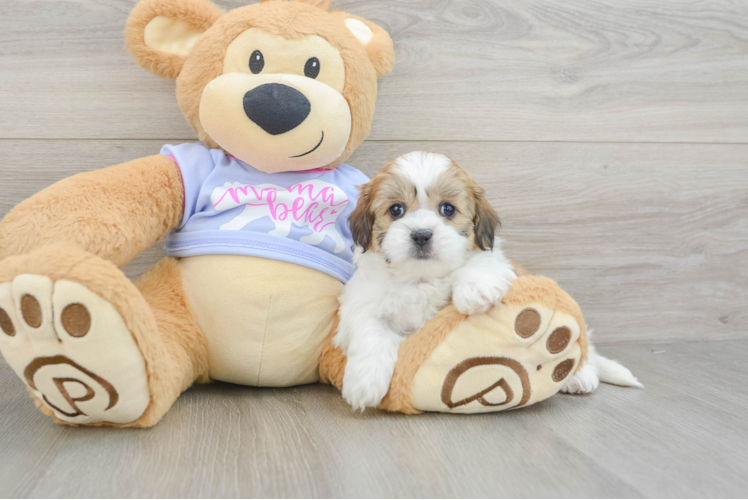 Smart Teddy Bear Designer Pup
