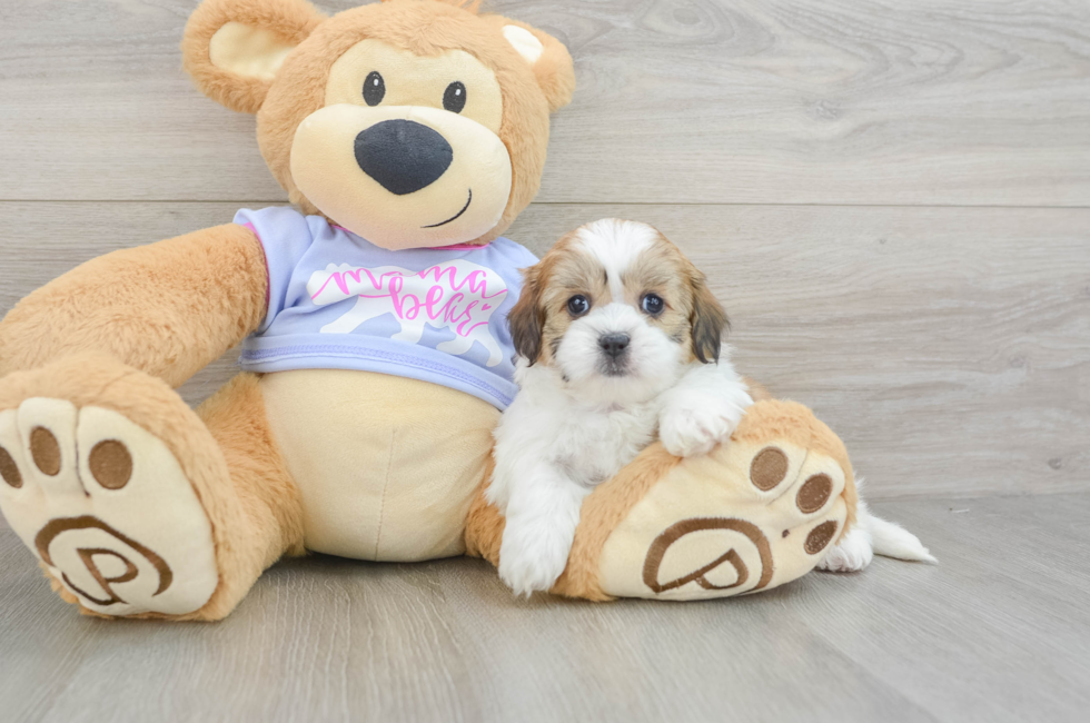 6 week old Teddy Bear Puppy For Sale - Simply Southern Pups