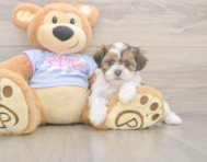 6 week old Teddy Bear Puppy For Sale - Simply Southern Pups