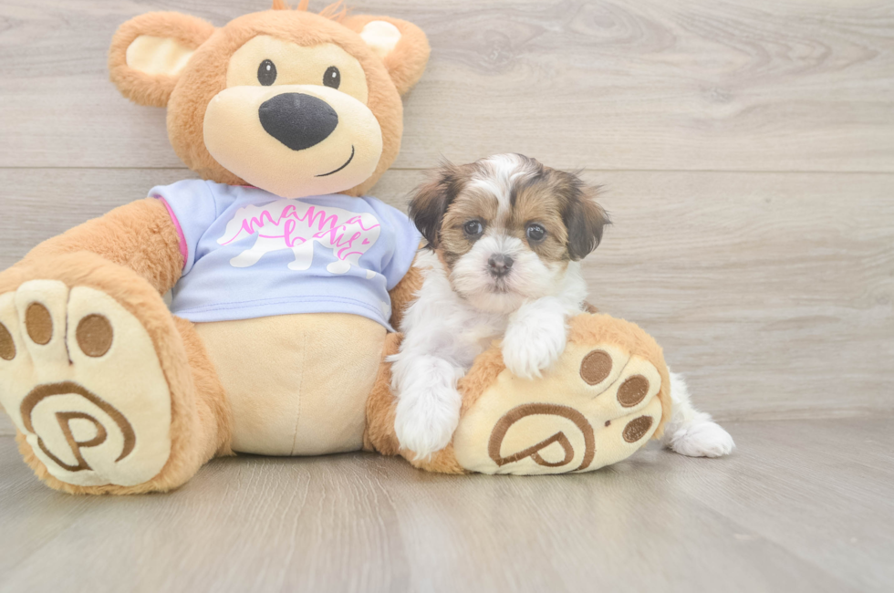 6 week old Teddy Bear Puppy For Sale - Simply Southern Pups