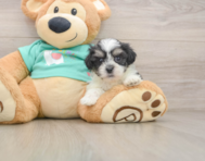 7 week old Teddy Bear Puppy For Sale - Simply Southern Pups