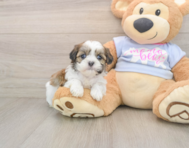9 week old Teddy Bear Puppy For Sale - Simply Southern Pups