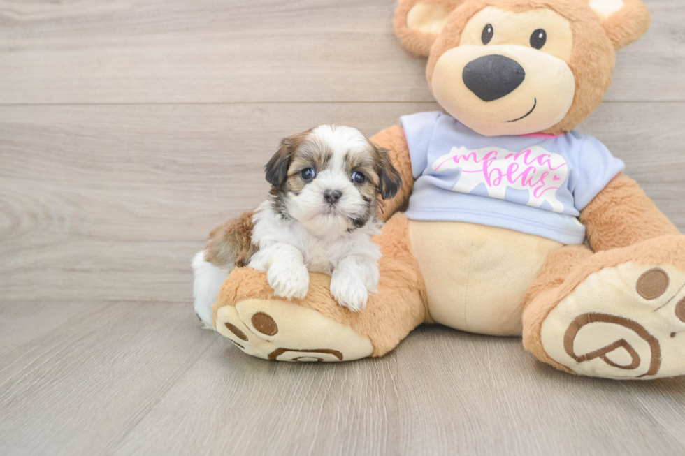 Small Teddy Bear Baby